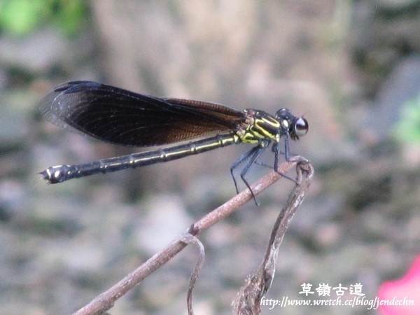 102甲油桐花-草嶺古道canon 063