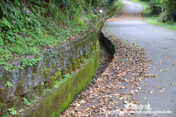 102甲油桐花-草嶺古道nikon 075