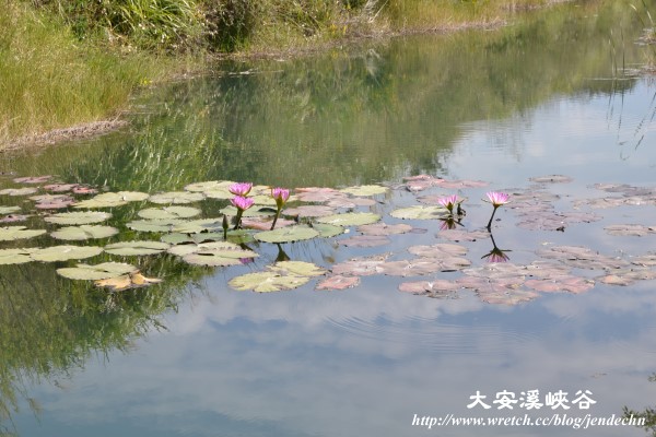 大安溪峽谷-游寿司-摩門教會nik 009