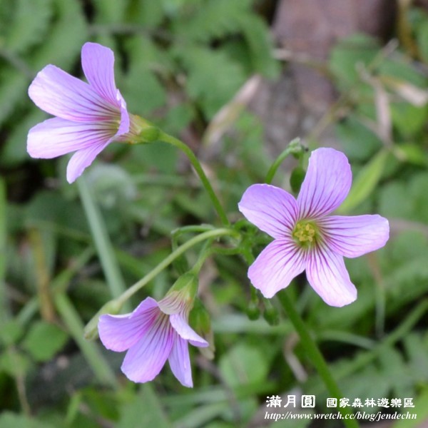 小花1