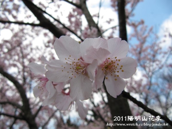 2011陽明山花季canon 051