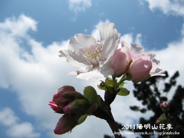 2011陽明山花季canon 103