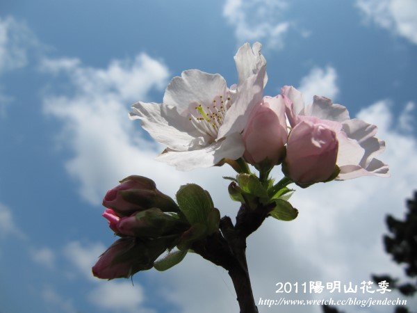 2011陽明山花季canon 104