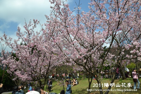 2011陽明山花季nikon 010