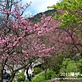 2011陽明山花季nikon 038