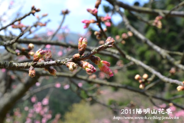 2011陽明山花季nikon 056