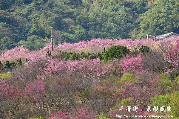 平菁街賞櫻20130121 034