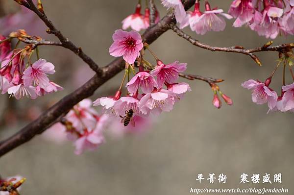 平菁街賞櫻20130121 114