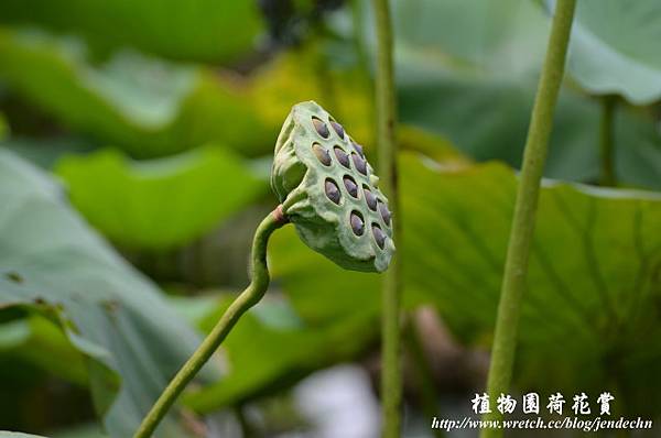 植物園賞荷0618D7 042