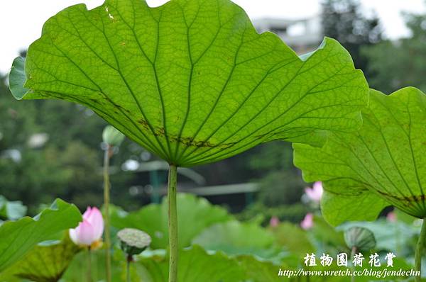 植物園賞荷0618D7 056