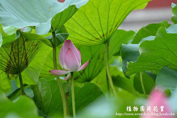 植物園賞荷0618D7 105