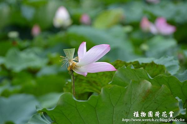 植物園賞荷0618D7 146