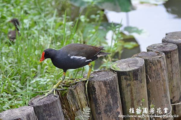 植物園賞荷0618D7 150