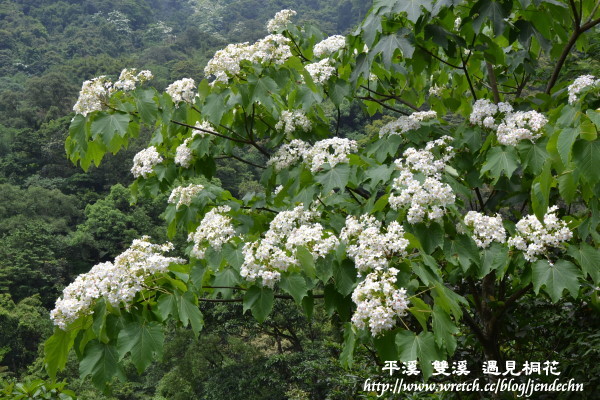 102甲油桐花-草嶺古道nikon 012