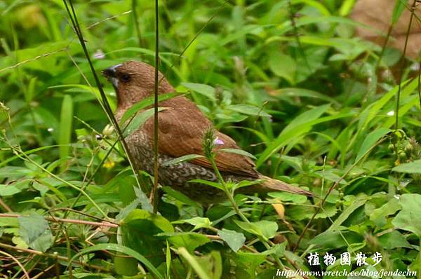 植物園20130105-中正0106 035-1