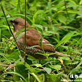 植物園20130105-中正0106 035-1