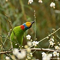 植物園20130105-中正0106 062