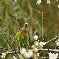 植物園20130105-中正0106 065