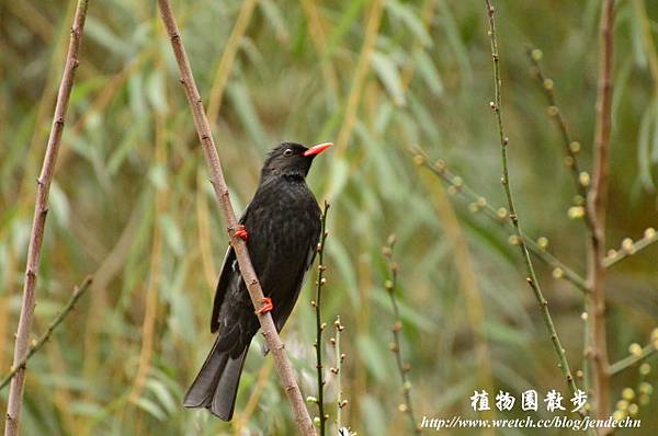 植物園20130105-中正0106 077