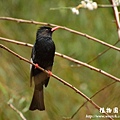 植物園20130105-中正0106 080