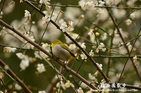 植物園20130105-中正0106 117