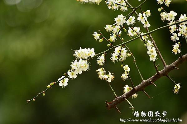 植物園20130105-中正0106 126