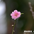 中正櫻花nikon 182