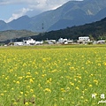 池上油菜花D7 030.JPG