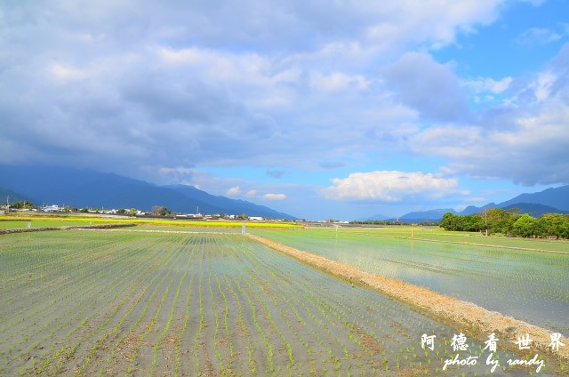 池上油菜花D7 135.JPG