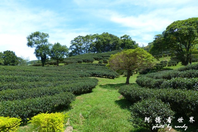 熊空茶園-三耕居FZ 061.JPG