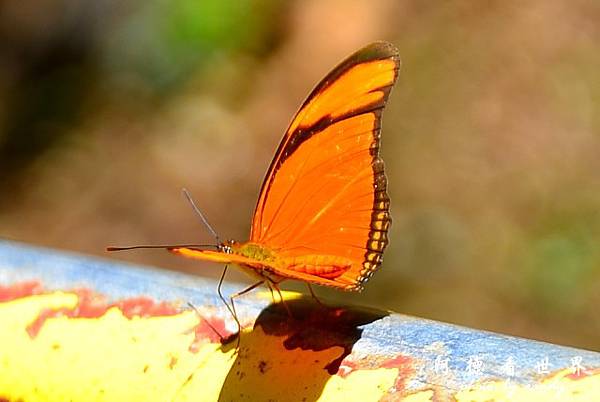 iguacu2D7 461.JPG