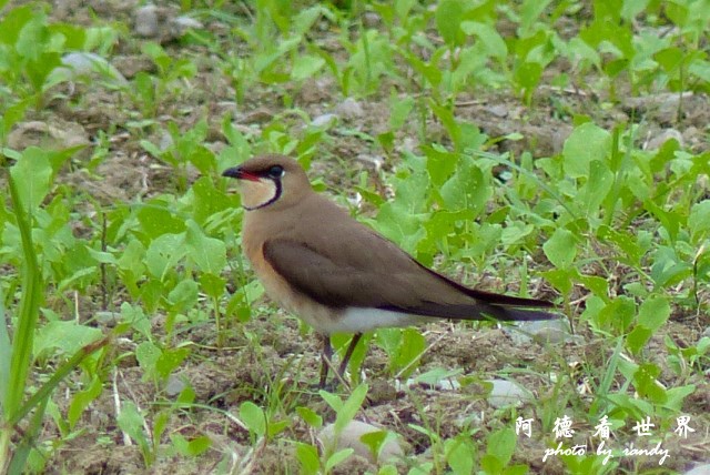 2015-05-06 大農大富FZ200 (83).JPG 2015-05-06 大農大富FZ200 (83).JPG