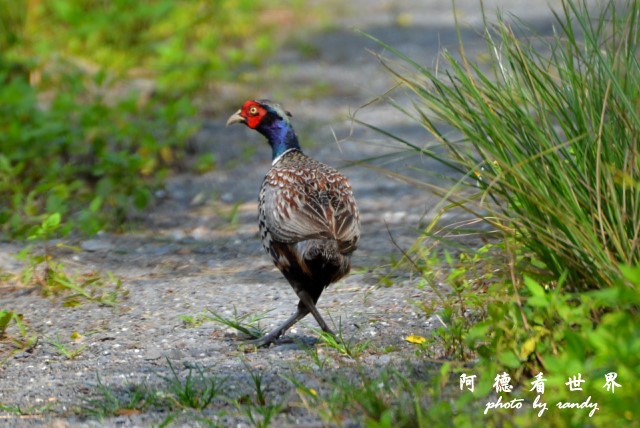 大農大富D7000 001-1 (5).JPG 大農大富D7000 001-1 (5).JPG