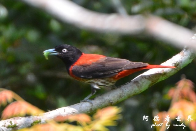 大農大富D7000 001-1 (47).JPG 大農大富D7000 001-1 (47).JPG