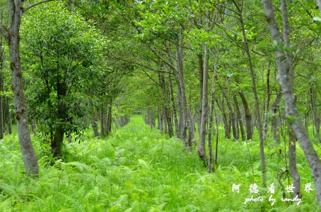 大農大富D7000 064.JPG 大農大富D7000 064.JPG