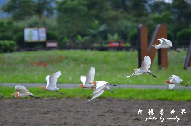 大農大富D7000 118.JPG 大農大富D7000 118.JPG