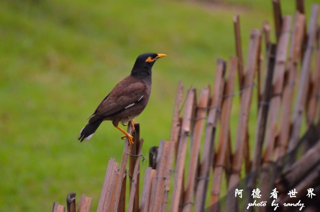 雲山水-大富D7000 002.JPG 雲山水-大富D7000 002.JPG