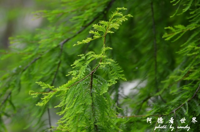 雲山水-大富D7000 005.JPG