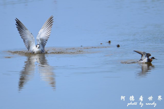 金山清水濕地2 177.JPG