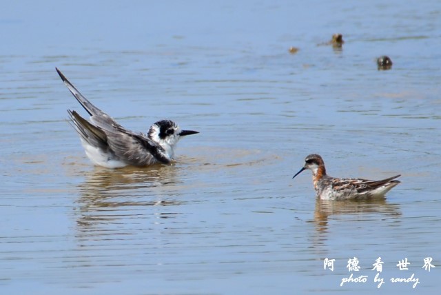 金山清水濕地2 181.JPG