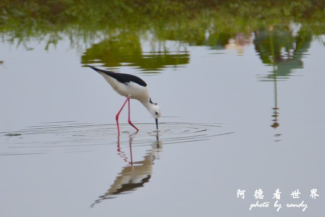 金山清水濕地D7000 034.JPG