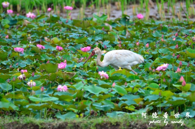 金山清水濕地D7000 045.JPG