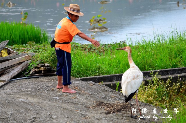 金山濕地0609D7000 030.JPG 金山濕地0609D7000 030.JPG