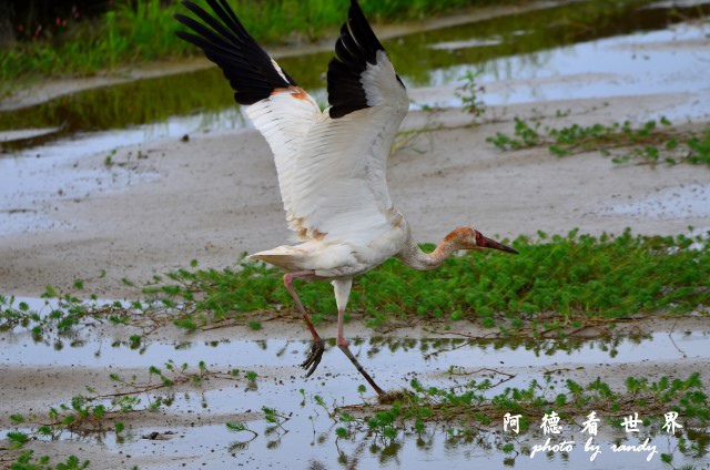 金山濕地0609D7000 040.JPG 金山濕地0609D7000 040.JPG