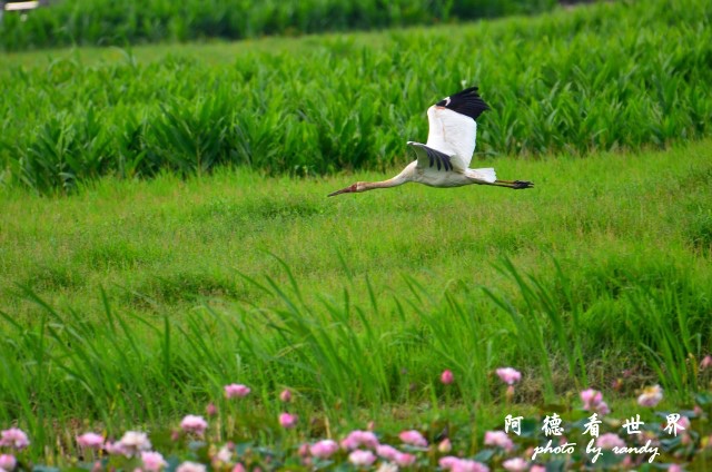 金山濕地0609D7000 062.JPG 金山濕地0609D7000 062.JPG