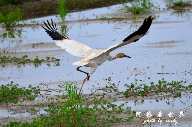 金山濕地0609D7000 043.JPG 金山濕地0609D7000 043.JPG