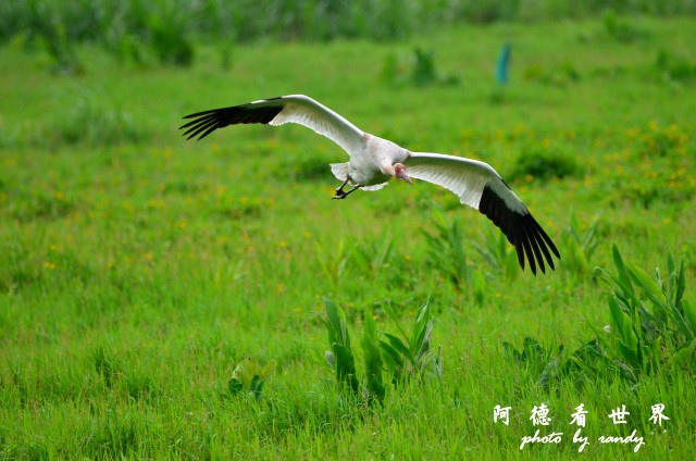 金山濕地0609D7000 076.JPG 金山濕地0609D7000 076.JPG