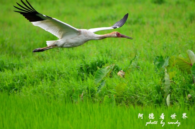 金山濕地0609D7000 084.JPG 金山濕地0609D7000 084.JPG