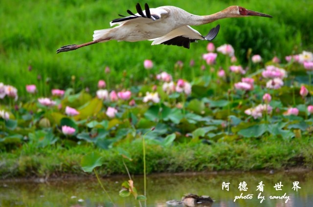 金山濕地0609D7000 088.JPG 金山濕地0609D7000 088.JPG