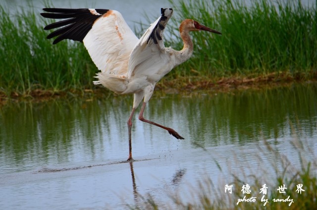 金山濕地0609D7000 095.JPG 金山濕地0609D7000 095.JPG